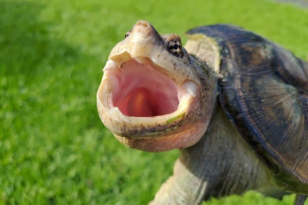 兩棲爬爬獸