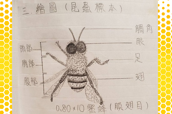 【昆蟲探索與解剖】