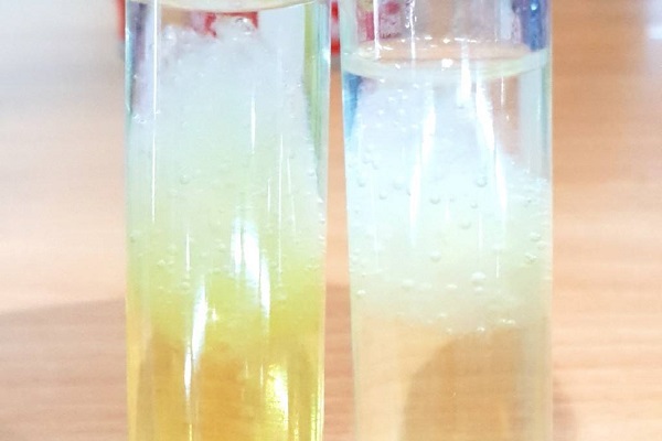 【水果中的 DNA 萃取】