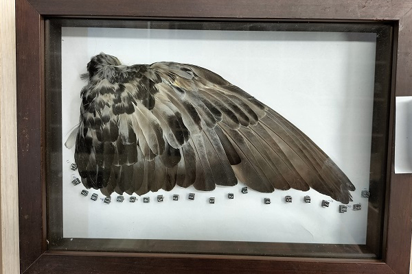 鳥類觀察與飛羽標本製作