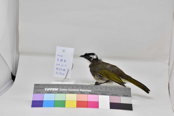 鳥類標本製作與公民科學