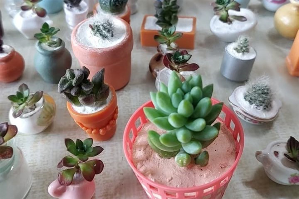 創皂綠森活-植物方塊