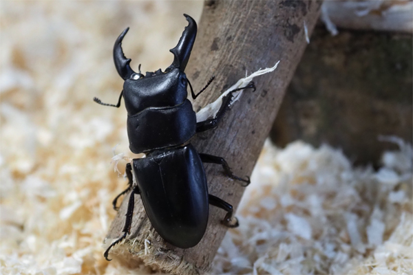 甲蟲王者昆蟲營