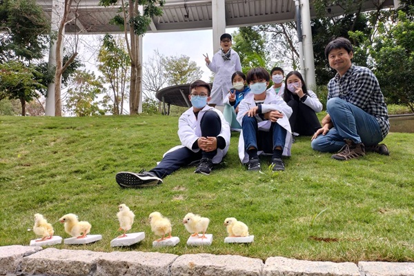 日齡雞標本製作