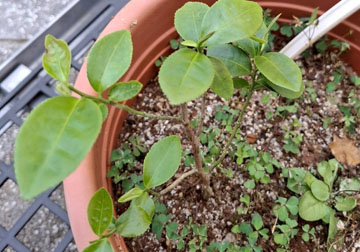 臺茶12號
