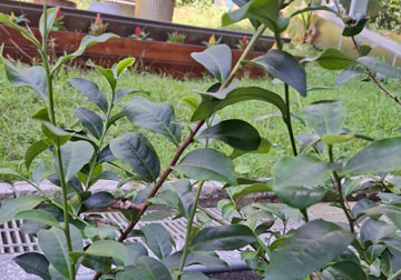 臺茶17號
