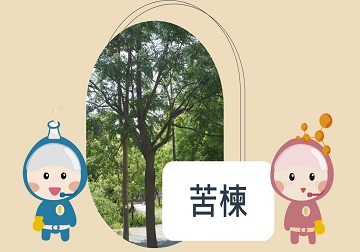 苦楝